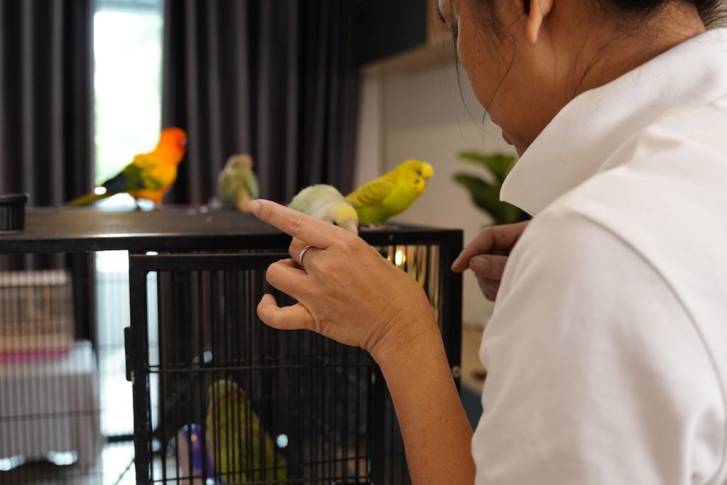 A woman is feeding a parrot while sitting at a desk. The parrot is perched on the woman's shoulder and is eating from her hand. The scene is peaceful and calming, as the woman