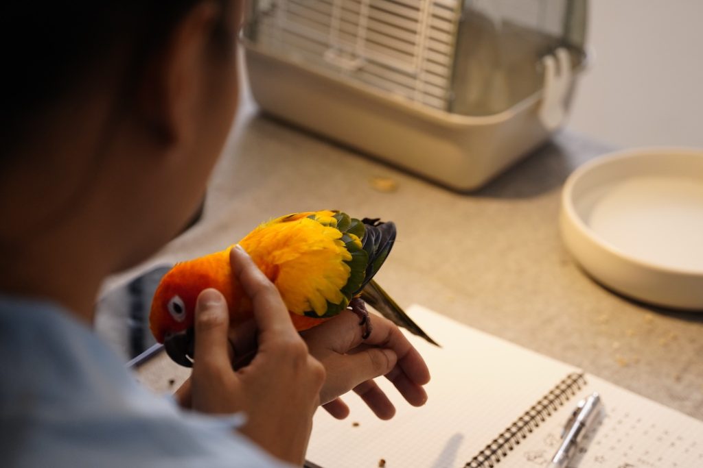 A woman is feeding a parrot while sitting at a desk. The parrot is perched on the woman's shoulder and is eating from her hand. The scene is peaceful and calming, as the woman
